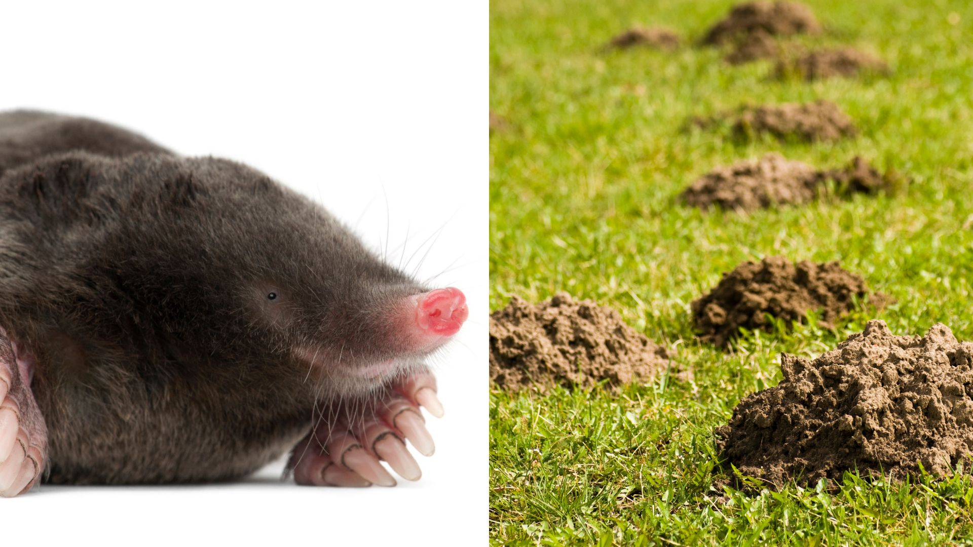 moles gophers voles